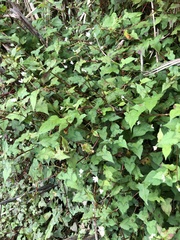 Persicaria biconvexa