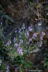 Satureja thymbra