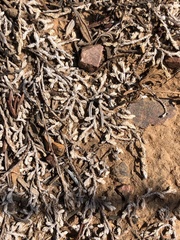 Selaginella cinerascens