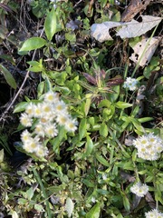 Anaphalioides trinervis