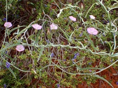 Convolvulus remotus