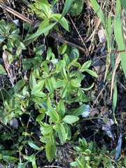 Anaphalioides trinervis