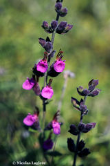 Teucrium divaricatum