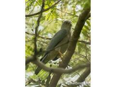 Accipiter rufitorques