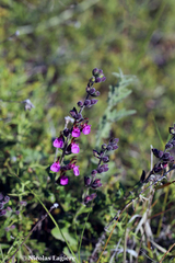 Teucrium divaricatum