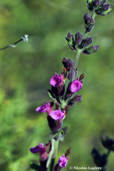 Teucrium divaricatum