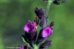 Teucrium divaricatum