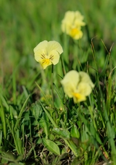 Viola altaica