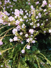 Coleonema pulchellum