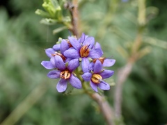 Halgania cyanea