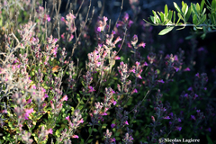 Teucrium divaricatum