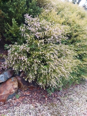 Coleonema pulchellum