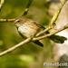 Fiji Streaked Fantail - Photo (c) Scott Bowers, some rights reserved (CC BY-NC), uploaded by Scott Bowers