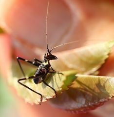 Ephippitytha trigintiduoguttata