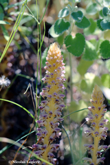 Orobanche pubescens