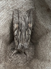 Lithophane leautieri