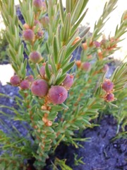 Grubbia tomentosa