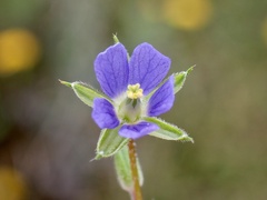 Erodium crinitum