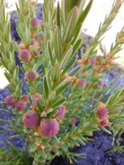 Grubbia tomentosa