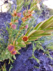 Grubbia tomentosa