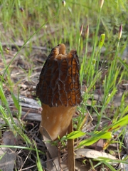 Morchella australiana