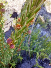 Grubbia tomentosa