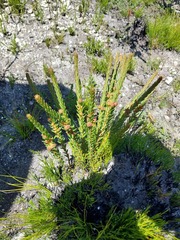 Grubbia tomentosa