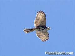 Accipiter rufitorques