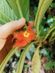 Columnea purpurata