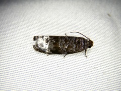 Hystrichoscelus spathanum