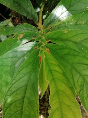 Columnea purpurata