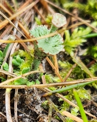 Cladonia verticillata