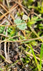 Cladonia verticillata