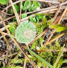 Cladonia verticillata