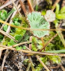 Cladonia verticillata