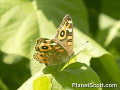 Junonia villida