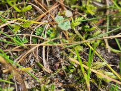 Cladonia verticillata