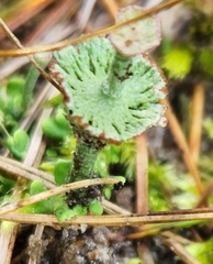 Cladonia verticillata