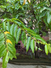 Glochidion zeylanicum