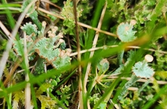 Cladonia verticillata