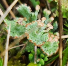 Cladonia verticillata