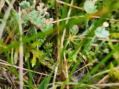 Cladonia verticillata