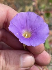 Ipomoea ternifolia leptotoma