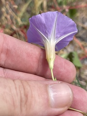 Ipomoea ternifolia leptotoma