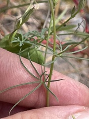 Ipomoea ternifolia leptotoma