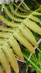 Blechnum
