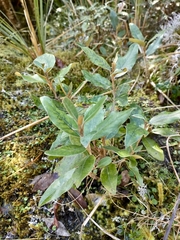 Olearia avicenniifolia