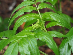 Sambucus gaudichaudiana