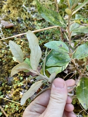 Olearia avicenniifolia