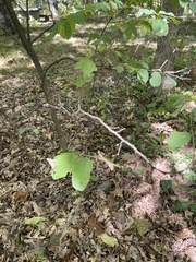 Robinia pseudoacacia